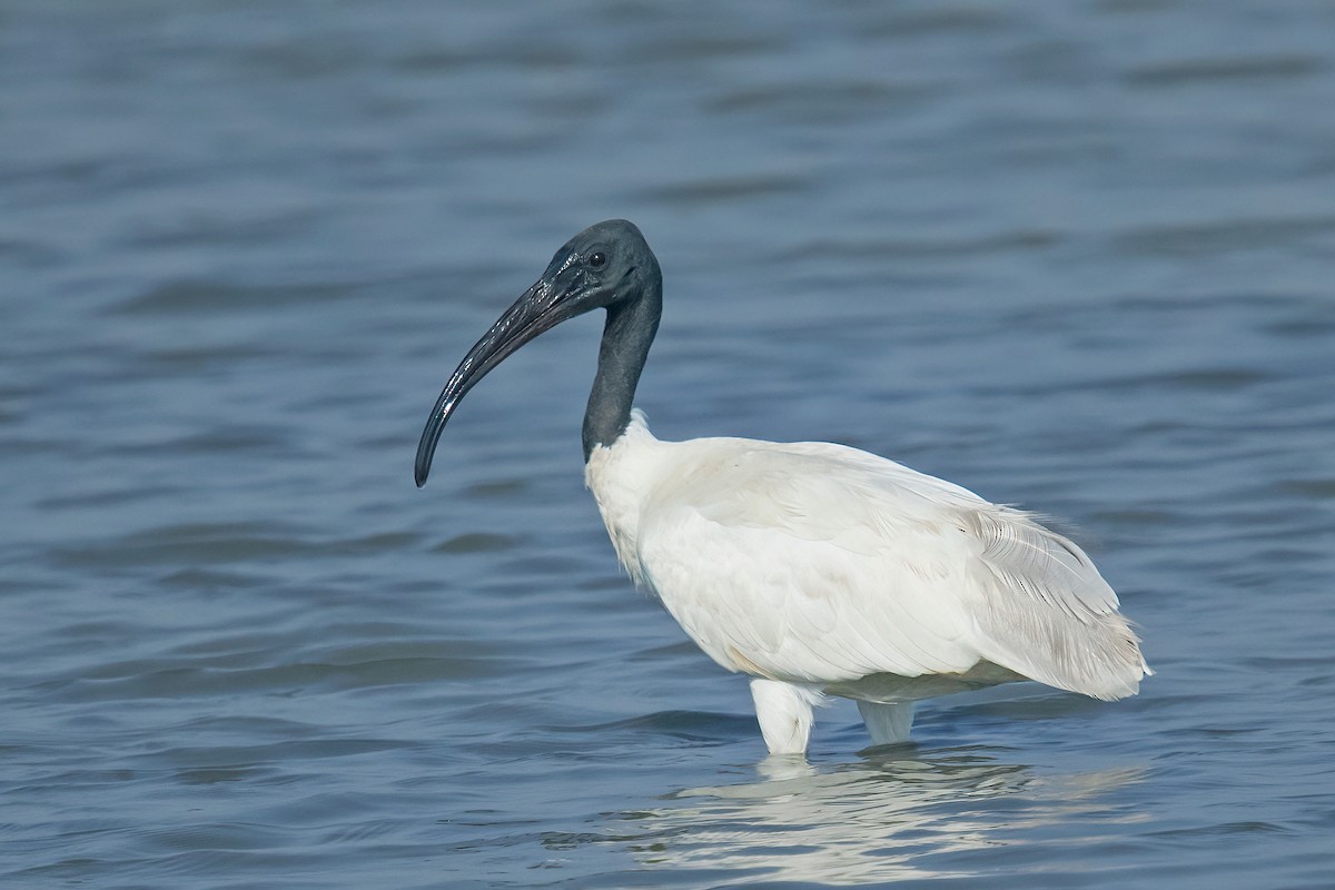 ibis černohlavý - ML577843401