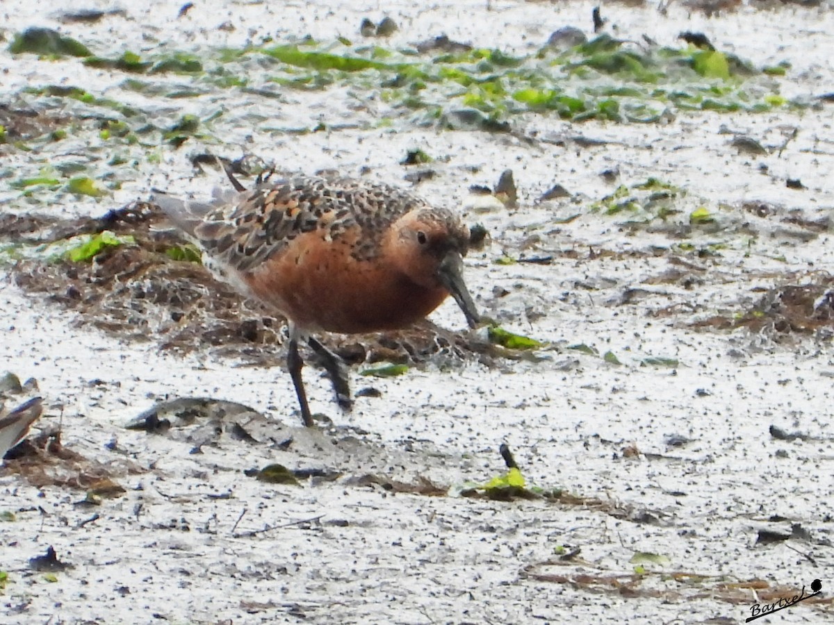 Red Knot - ML577843721
