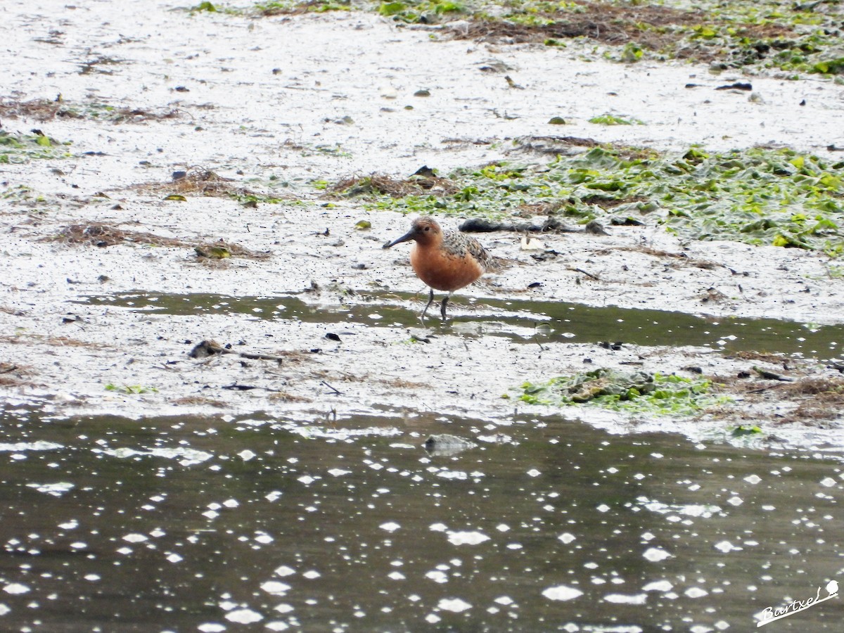 Red Knot - ML577843731