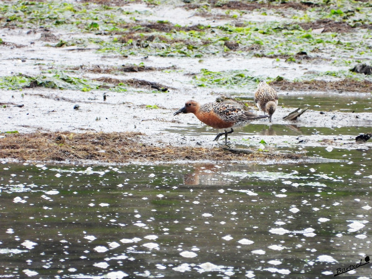 Red Knot - ML577843741