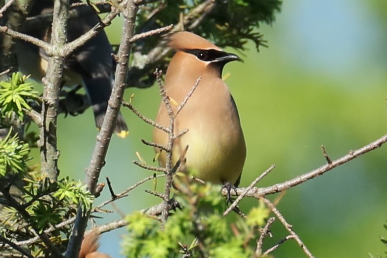 Cedar Waxwing - ML577845091