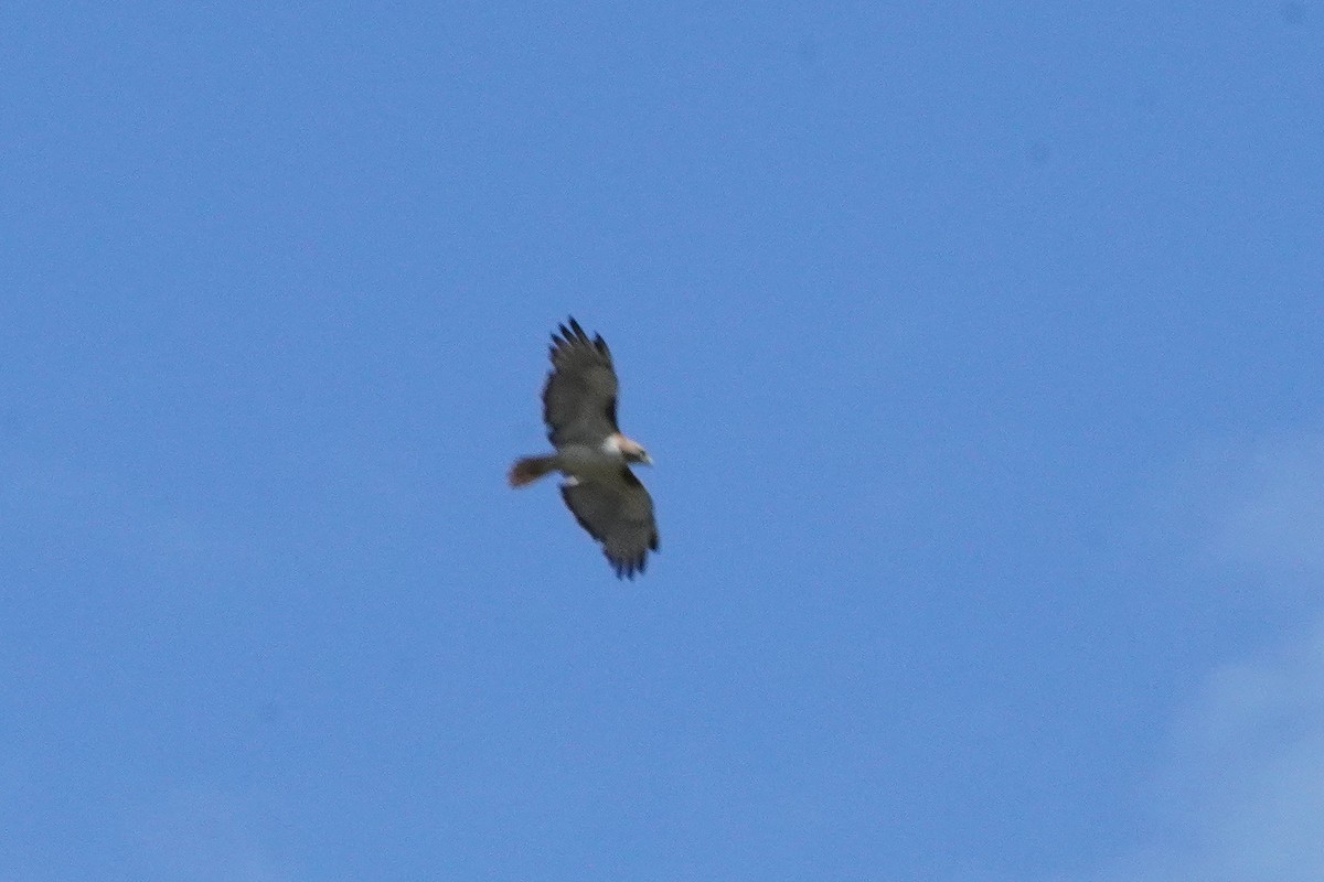 Red-tailed Hawk - ML577845441