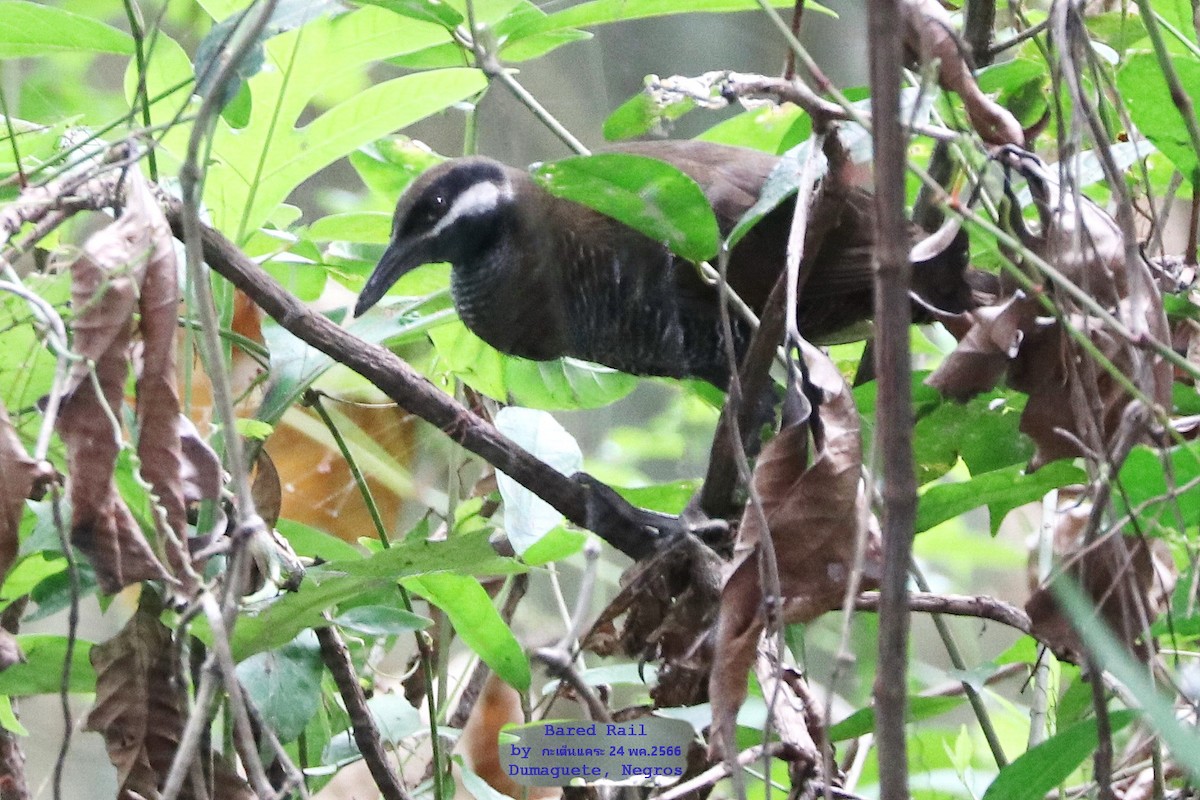 Barred Rail - ML577845511