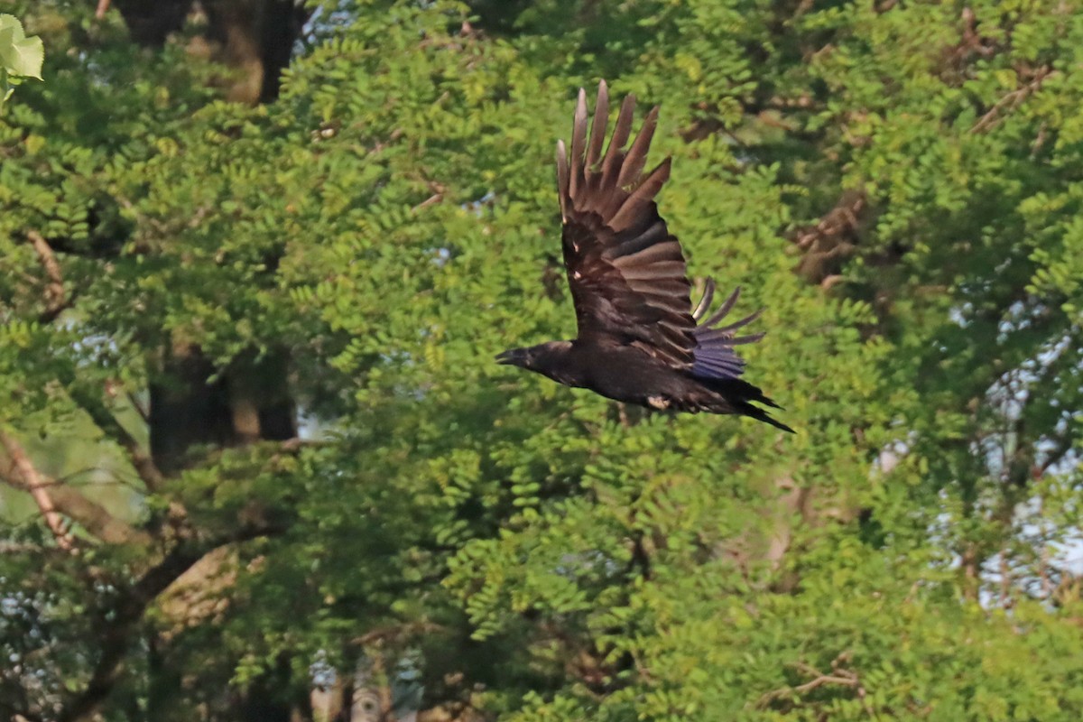 Common Raven - ML577845971