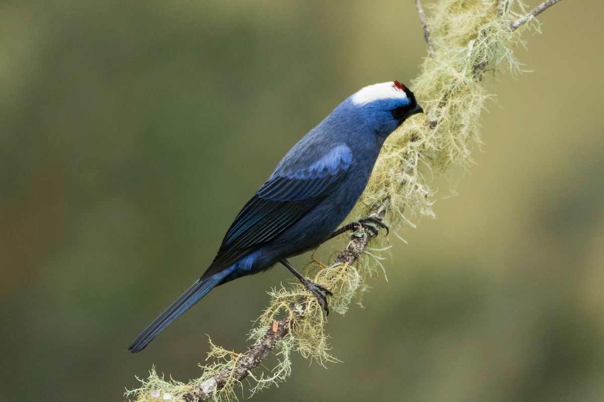 Diademed Tanager - ML57784611