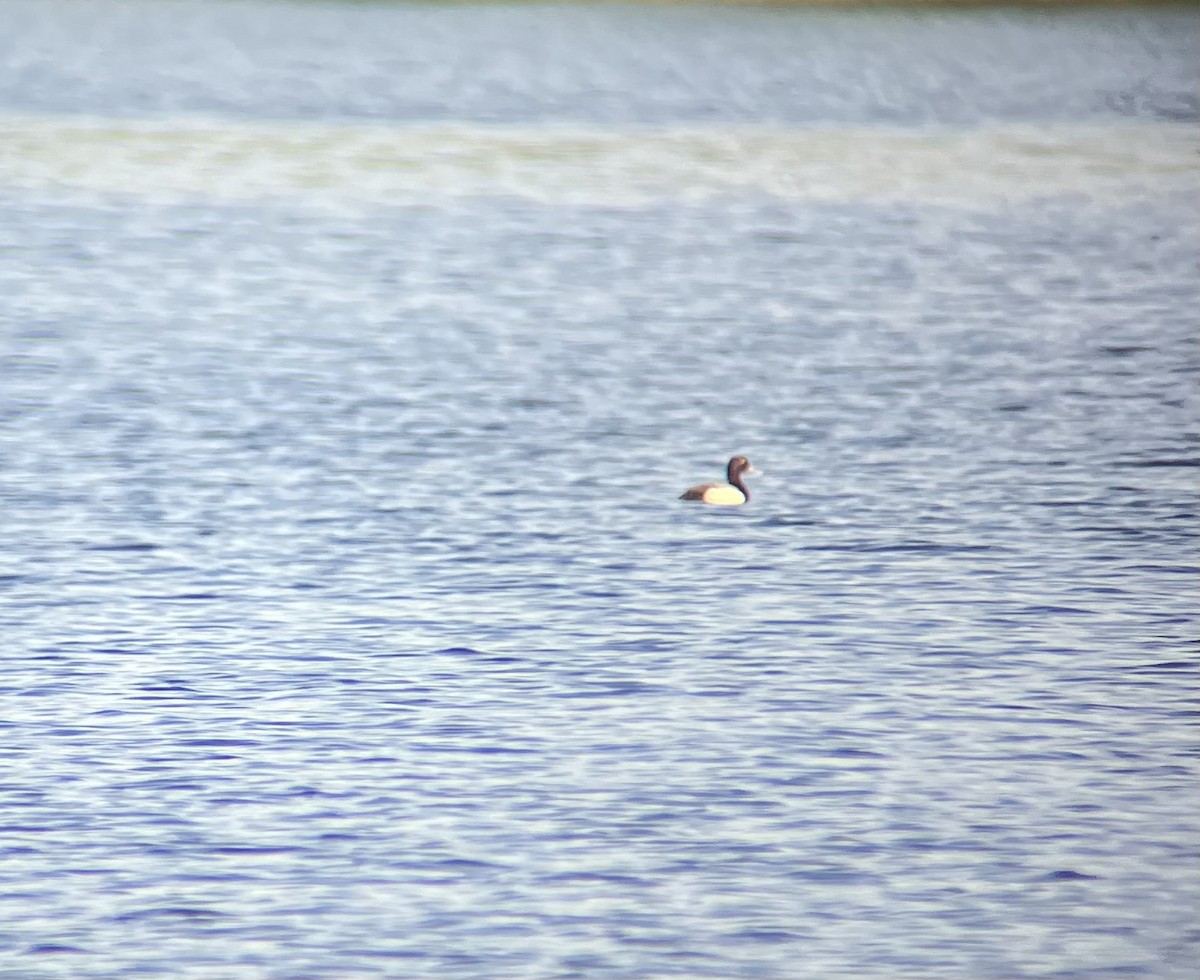 Lesser Scaup - Patrick Papiernik