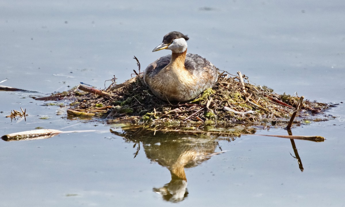 Red-necked Grebe - ML577847981