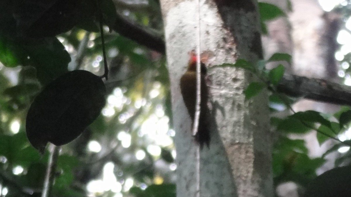 Red-stained Woodpecker - Tim Forrester