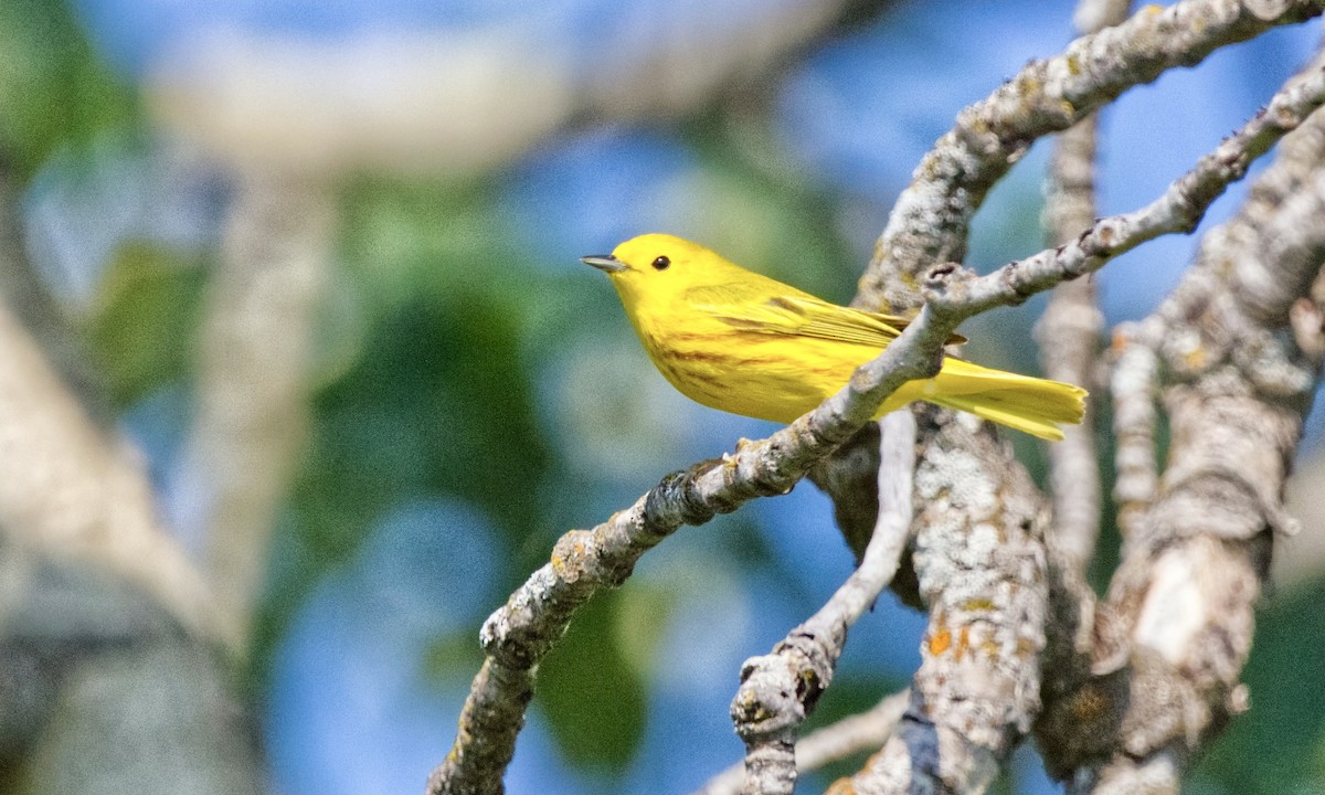 Yellow Warbler (Northern) - ML577848101