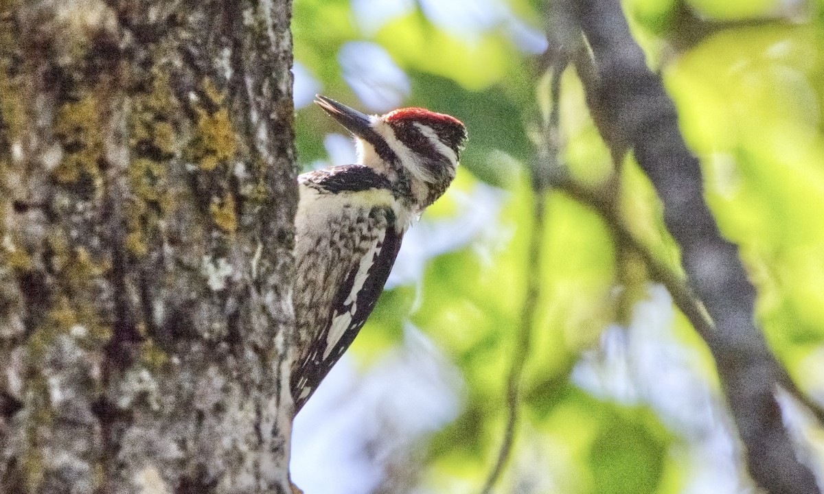 Yellow-bellied Sapsucker - ML577848171