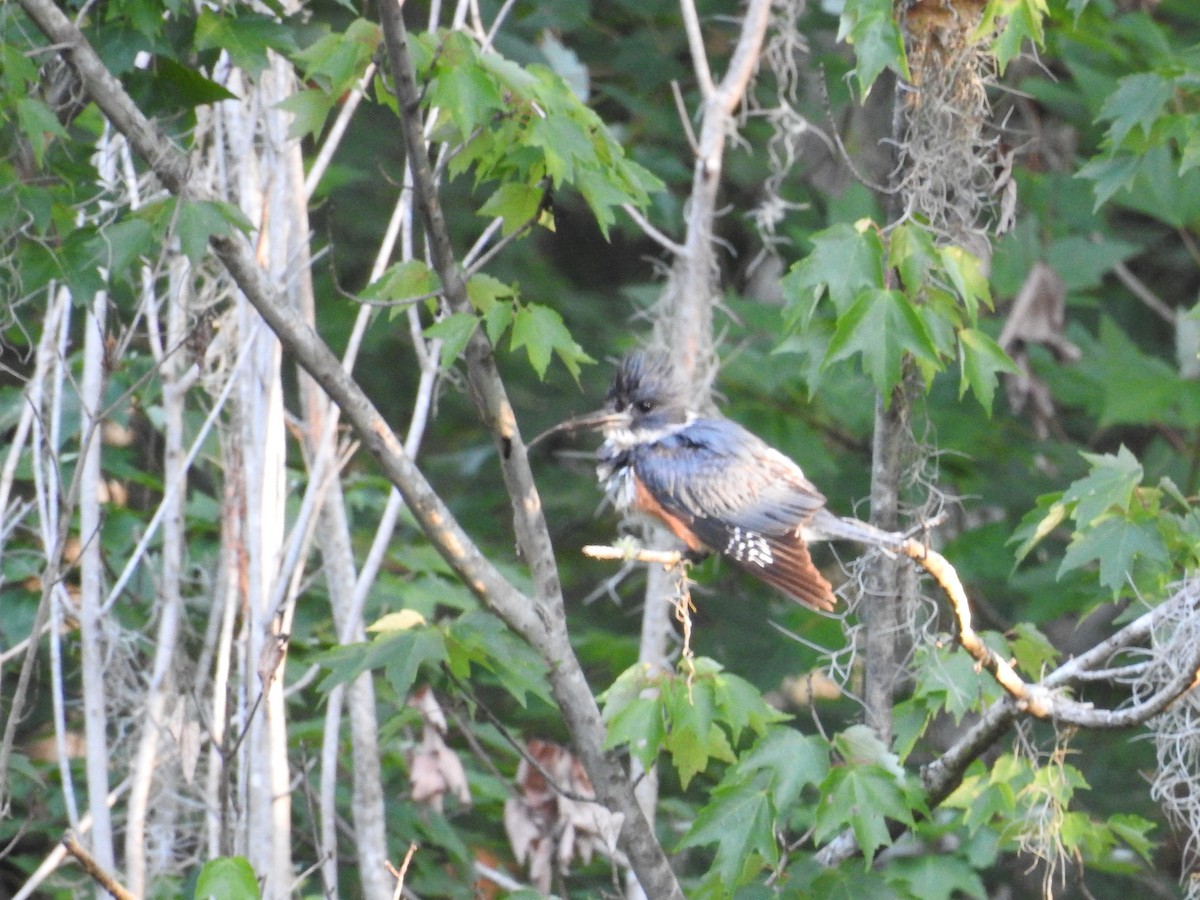 Belted Kingfisher - ML577848641