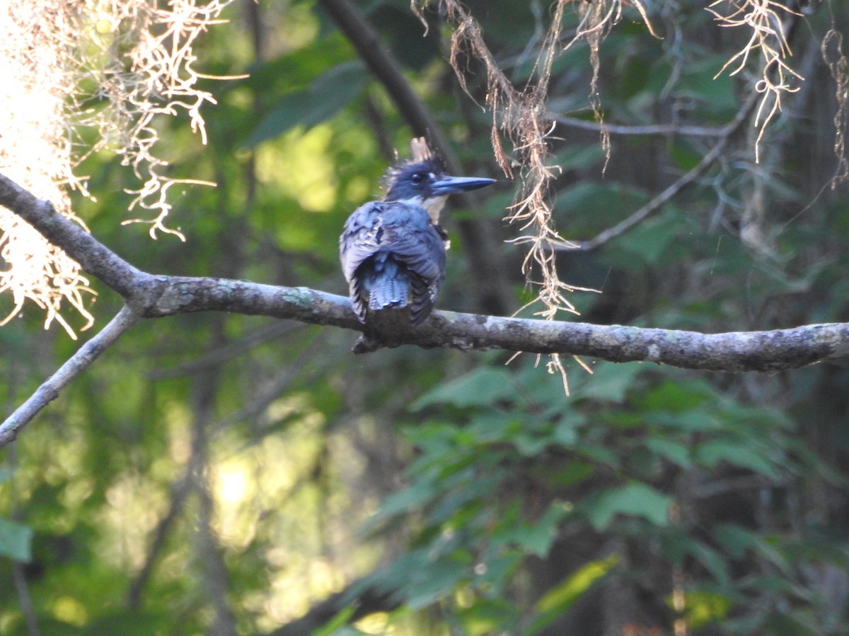 Belted Kingfisher - ML577848651