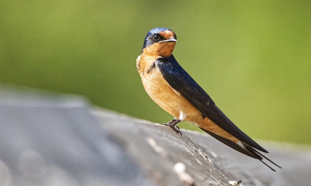 Barn Swallow (American) - ML577849261