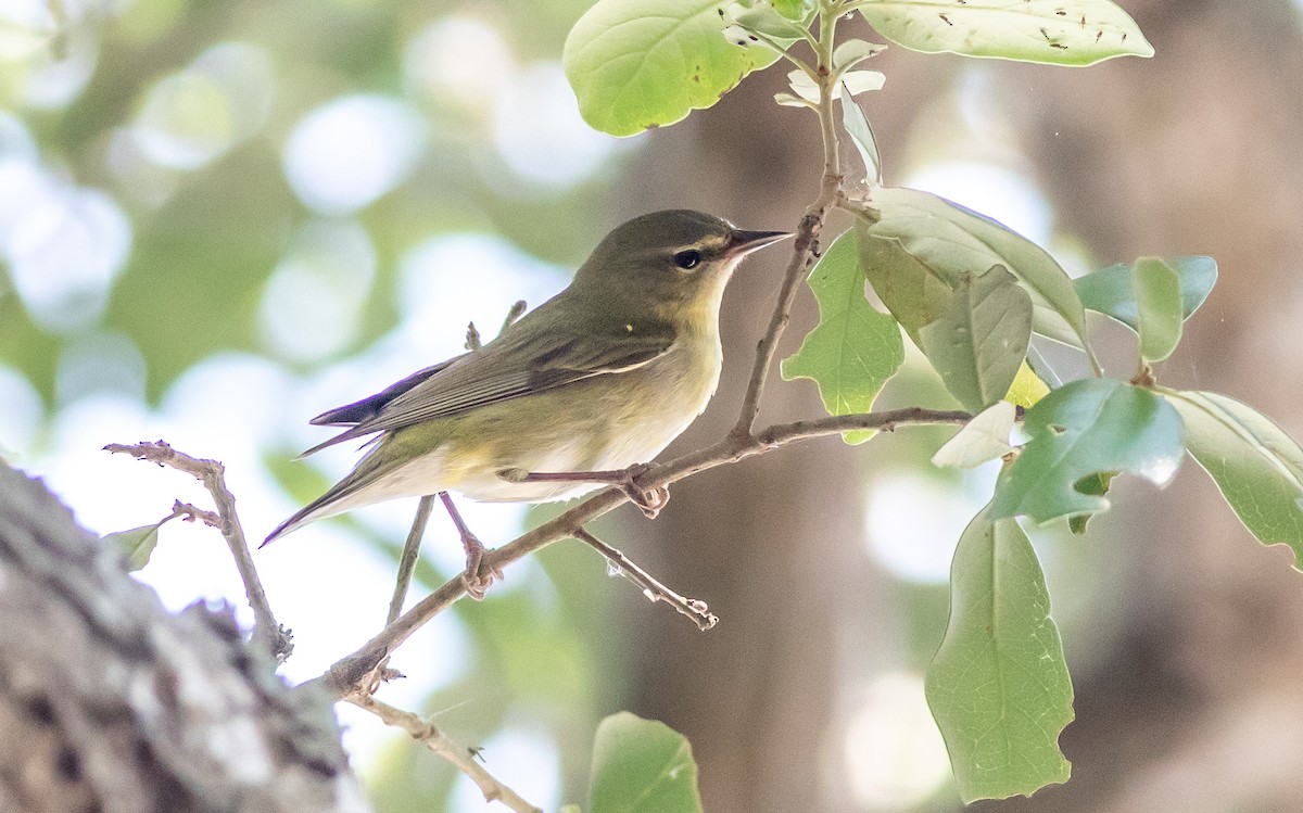 Tennessee Warbler - ML577849431