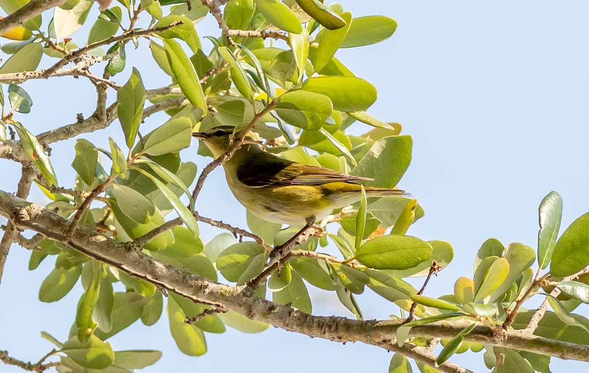 Tennessee Warbler - ML577849451