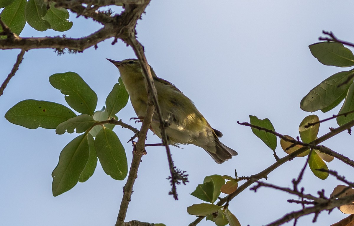 Tennessee Warbler - ML577849461
