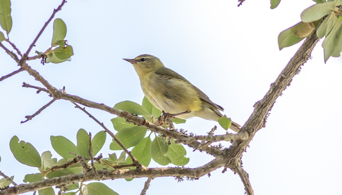 Tennessee Warbler - ML577849481