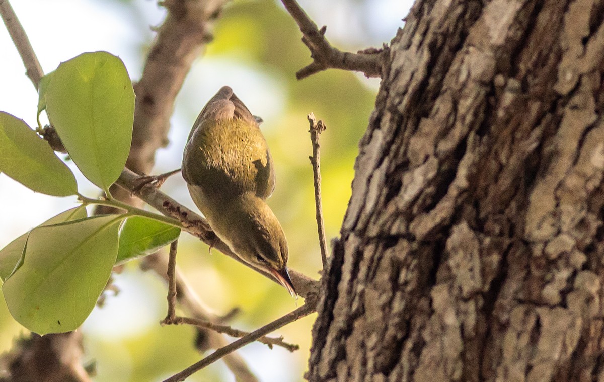 Tennessee Warbler - ML577849491