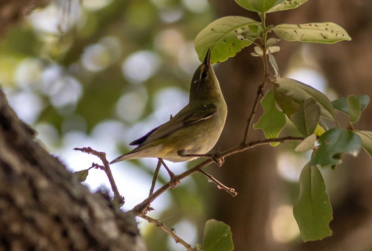 Tennessee Warbler - ML577849511