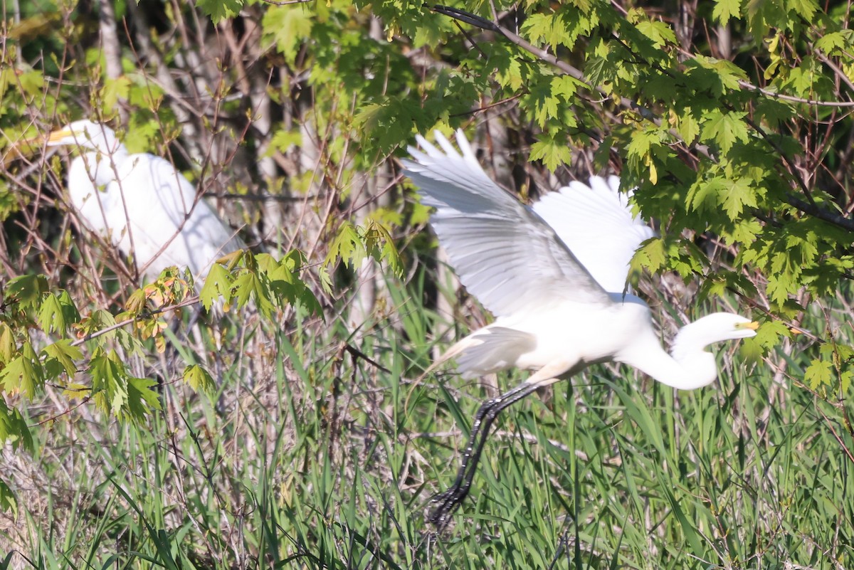 Great Egret - Edward Flanders