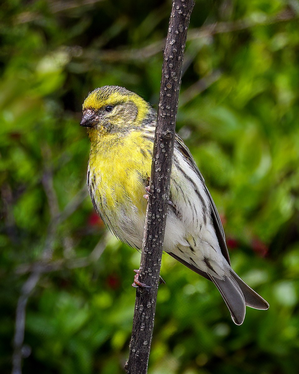 European Serin - ML577850471