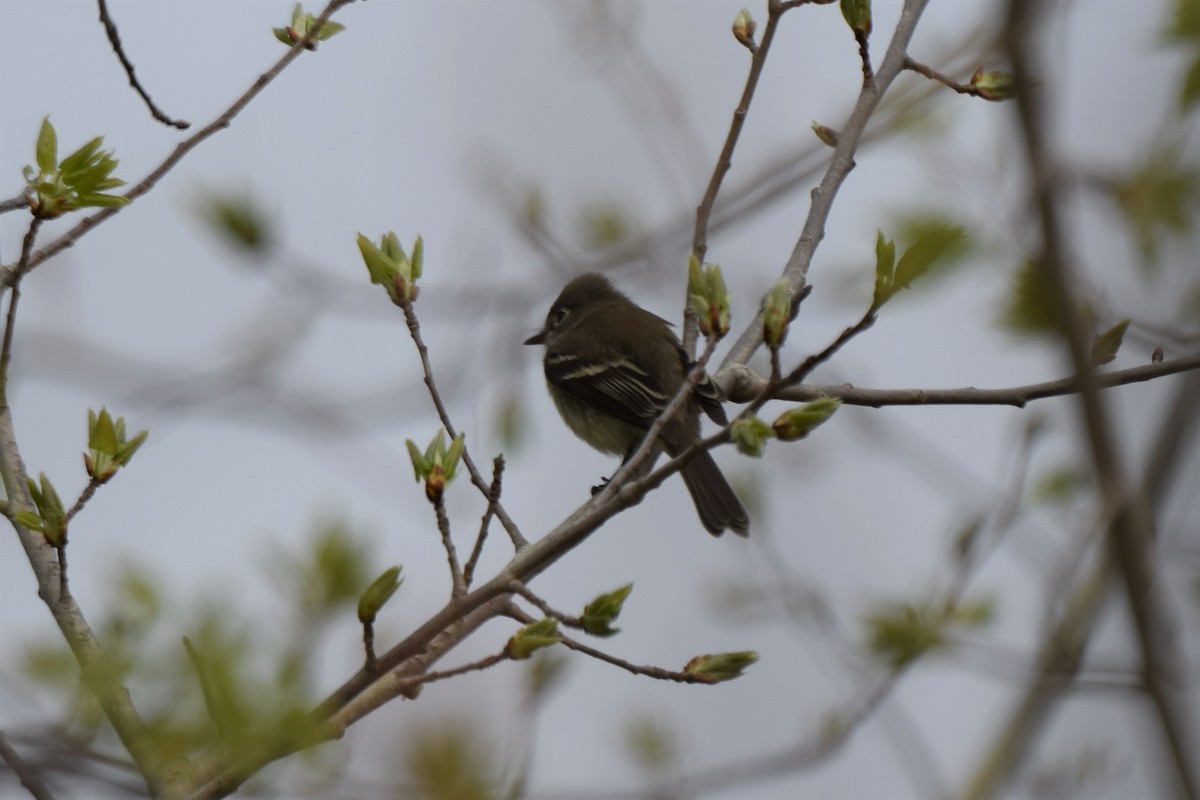 Least Flycatcher - ML57785061