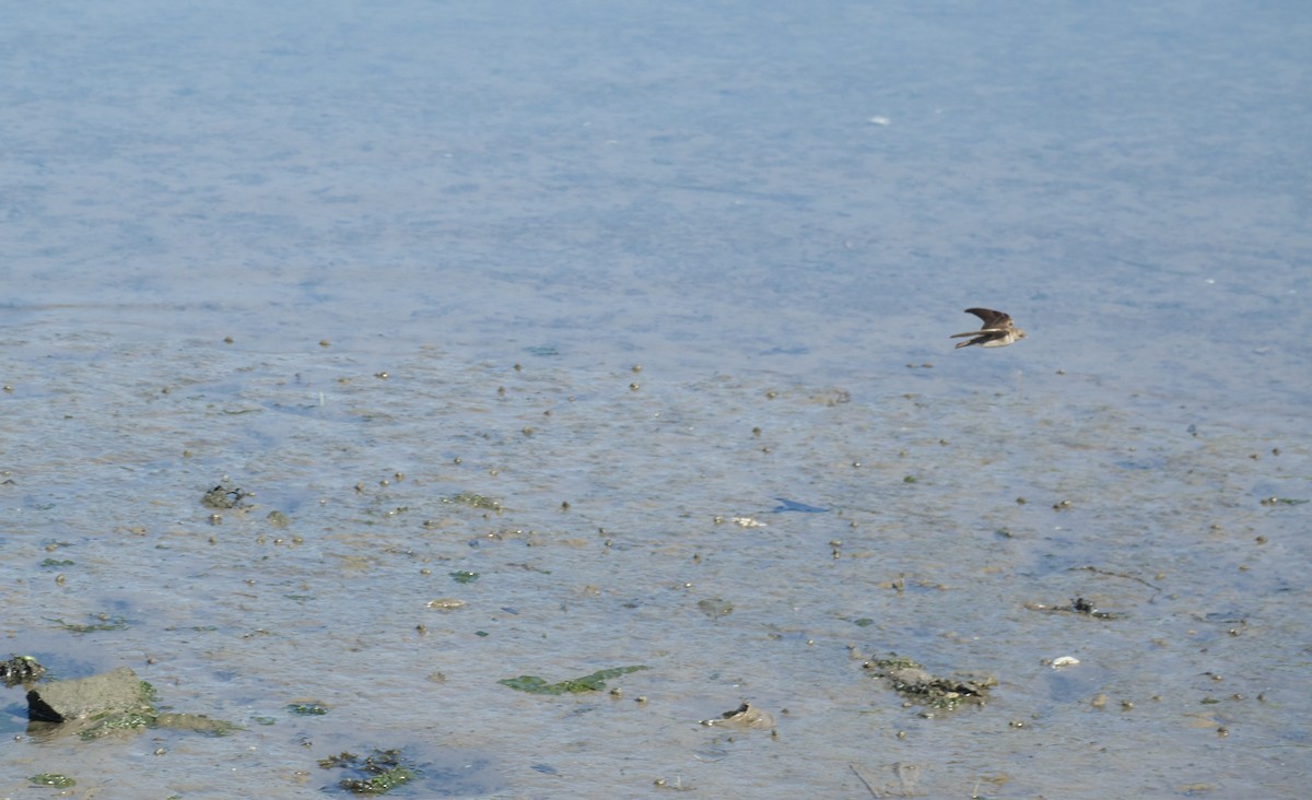 Northern Rough-winged Swallow - ML577850681
