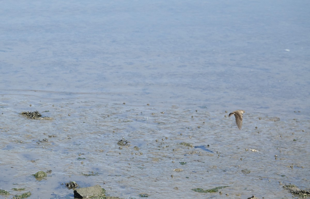 Northern Rough-winged Swallow - ML577850851