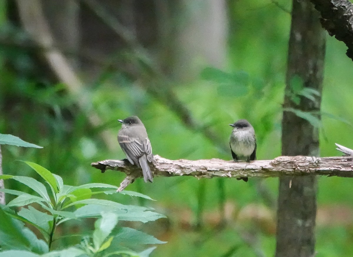 Eastern Phoebe - ML577854921