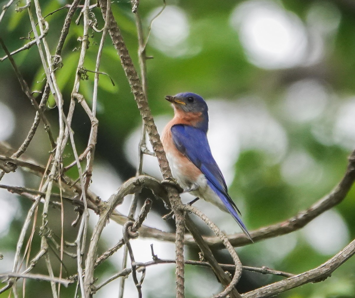 Eastern Bluebird - ML577855131