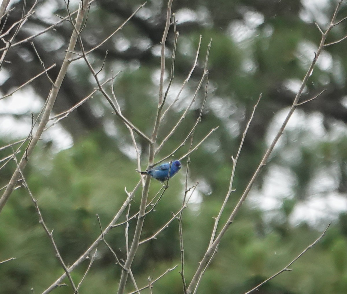 Indigo Bunting - Dave Hart