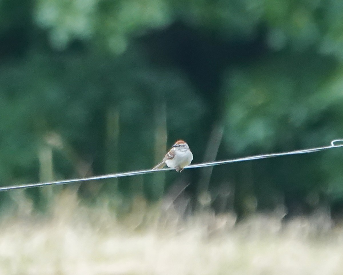 Chipping Sparrow - ML577855341