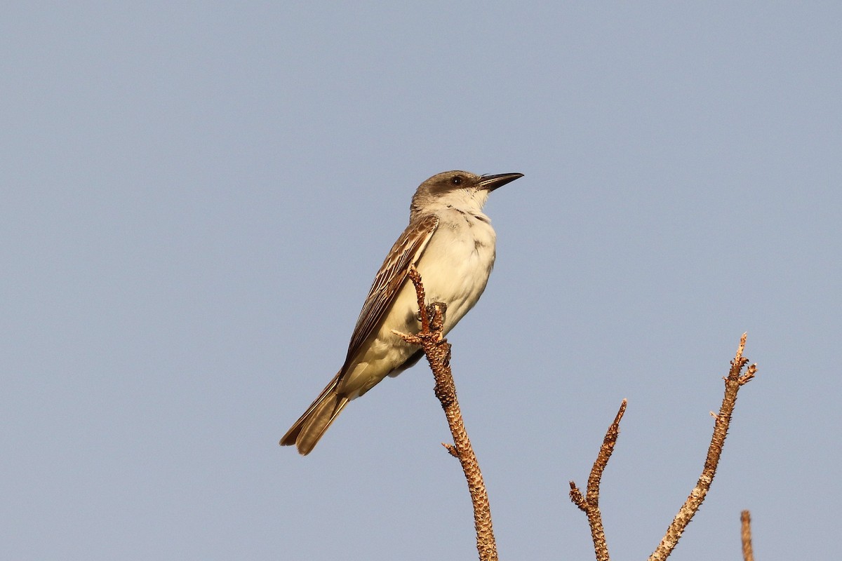 Gray Kingbird - ML577855831