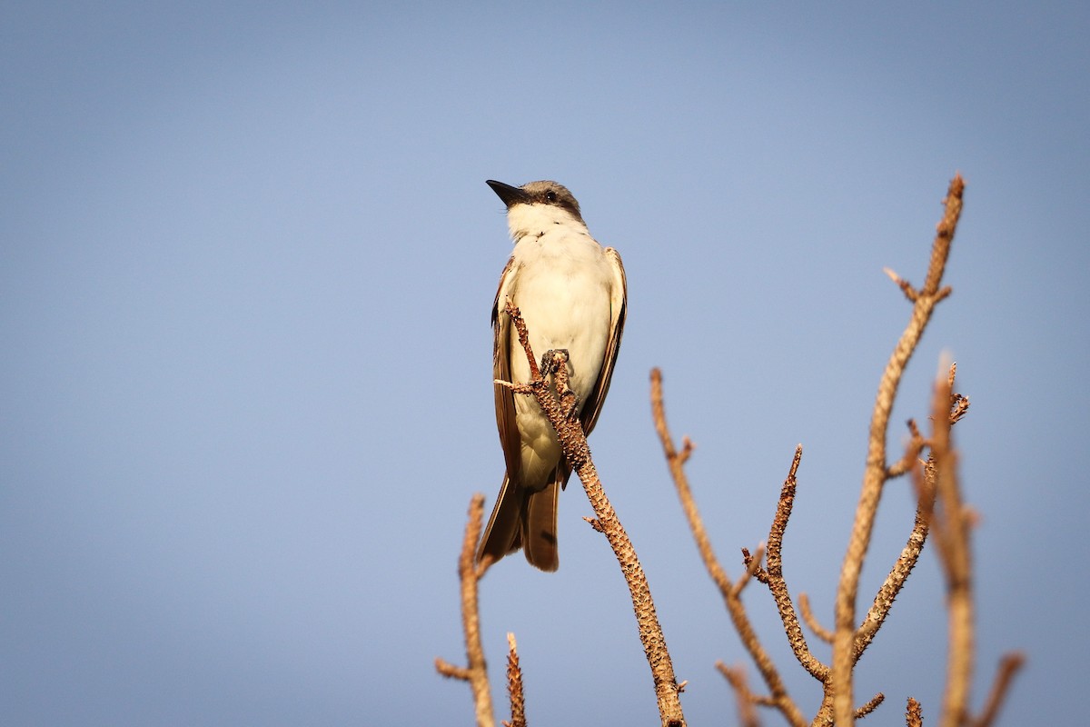 Gray Kingbird - ML577855851