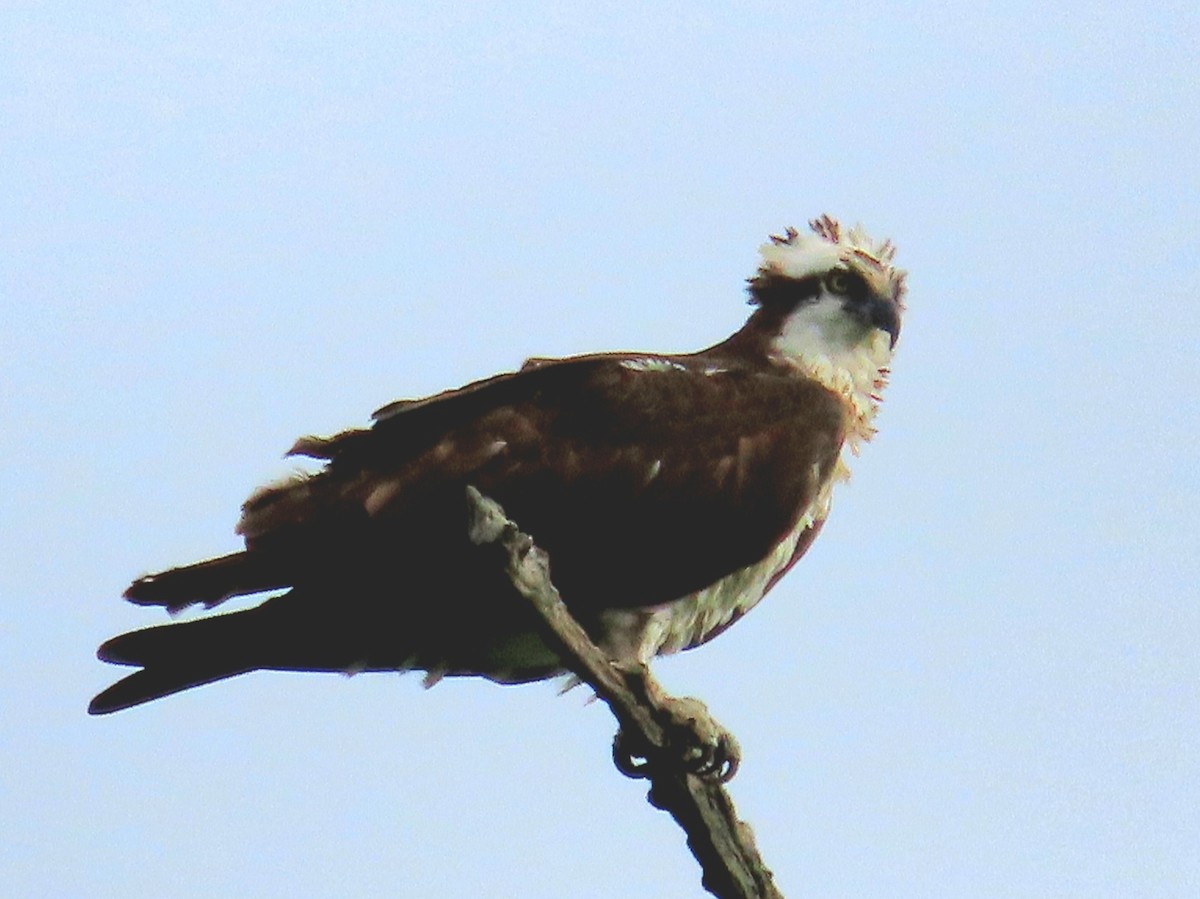 Balbuzard pêcheur - ML577856871