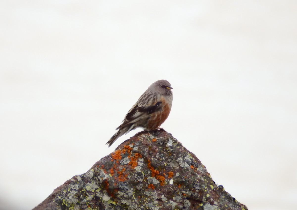 Alpine Accentor - Ross Thompson