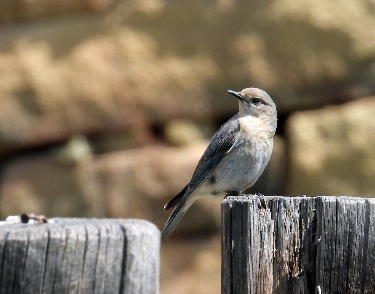 Mountain Bluebird - ML577857091
