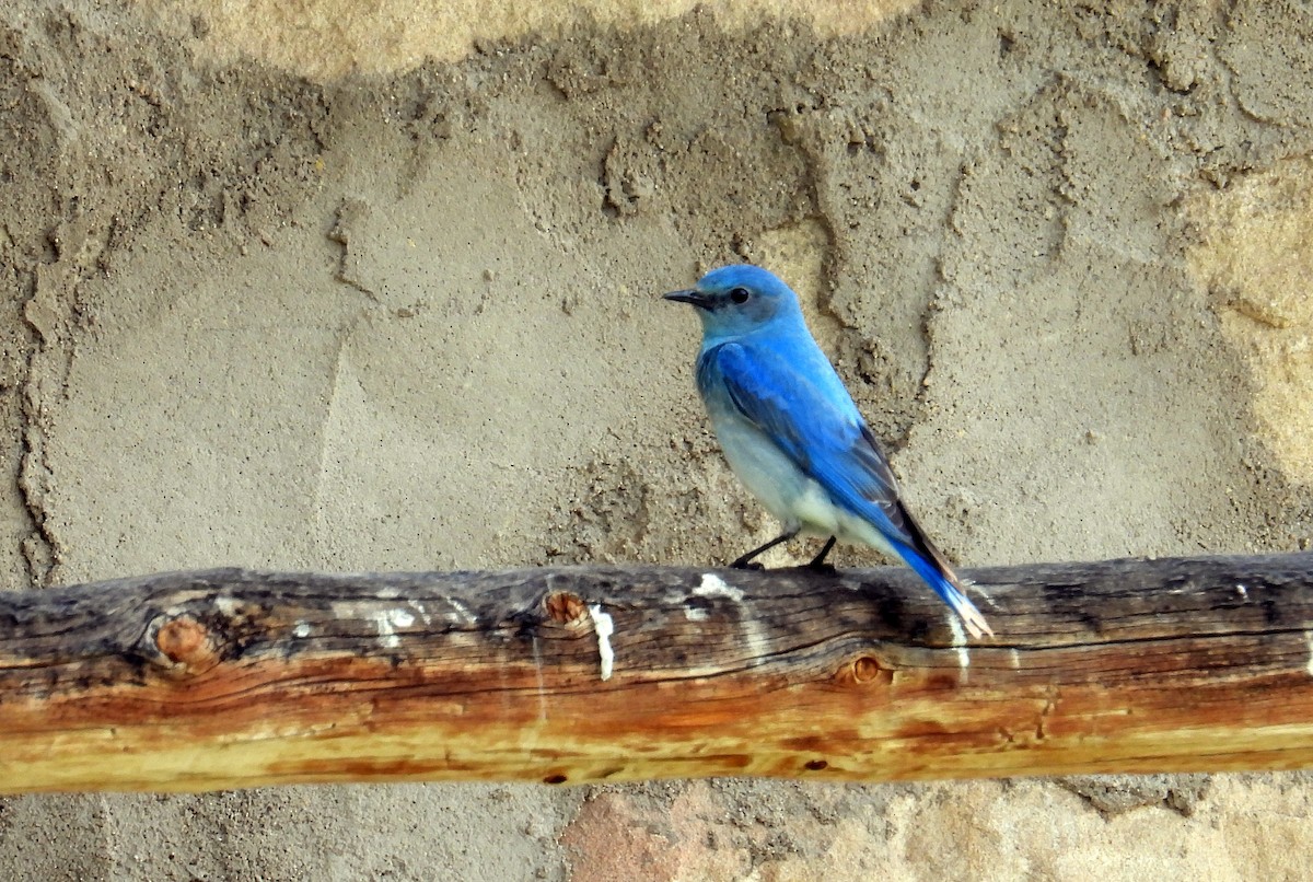 Mountain Bluebird - ML577857101