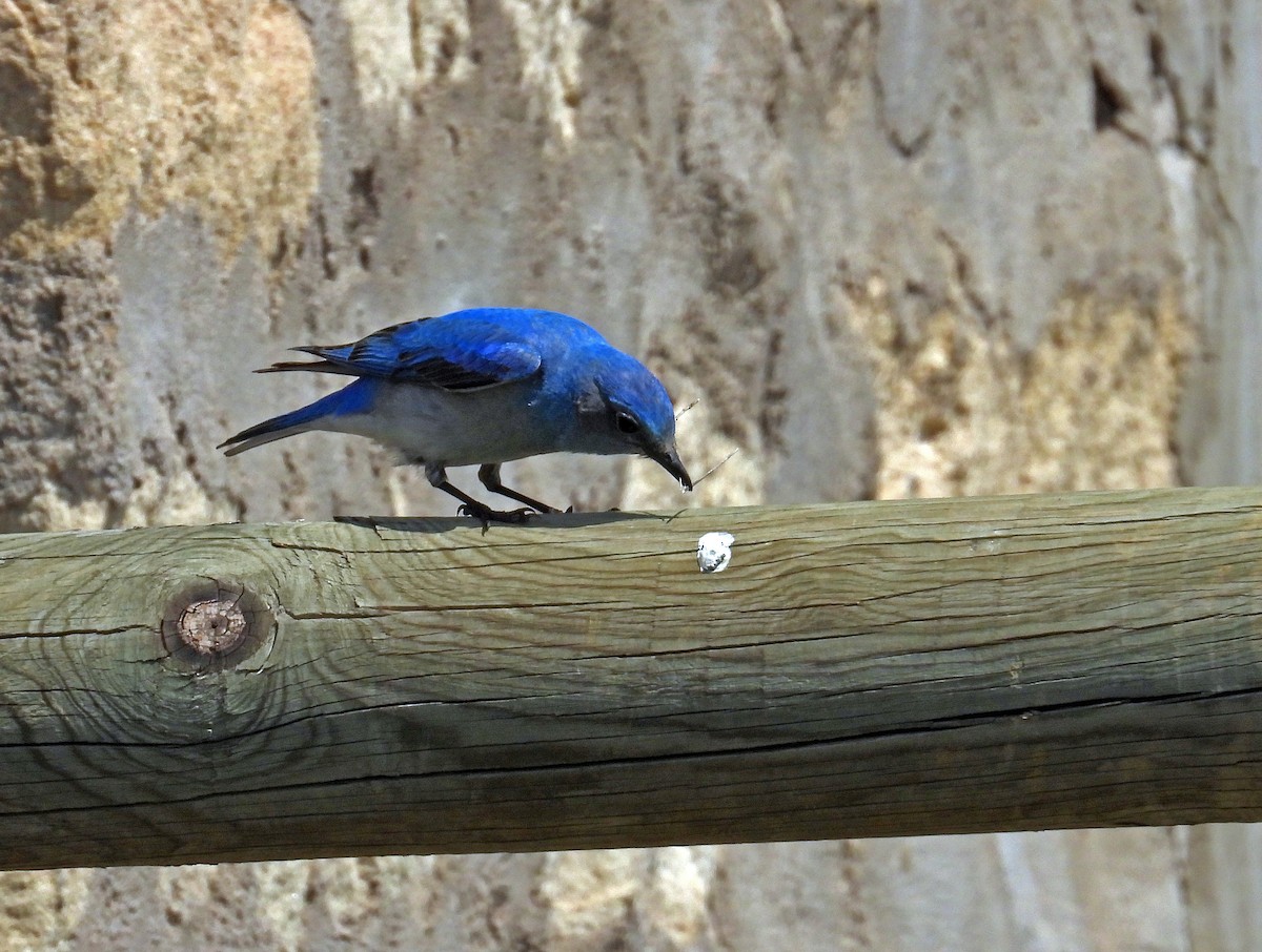Mountain Bluebird - ML577857111