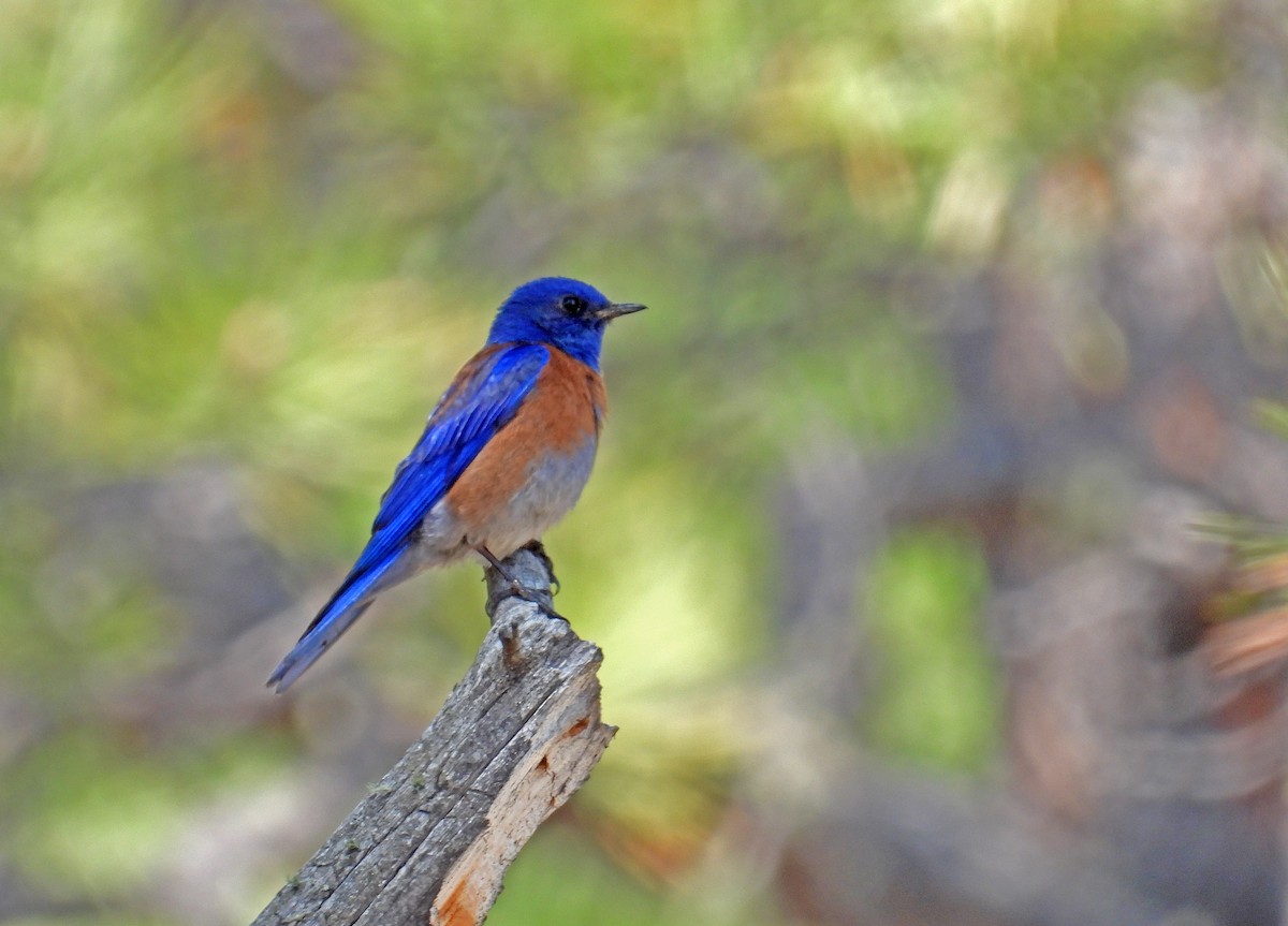 Western Bluebird - ML577857231
