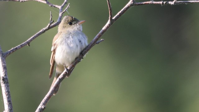 Acadian Flycatcher - ML577857341