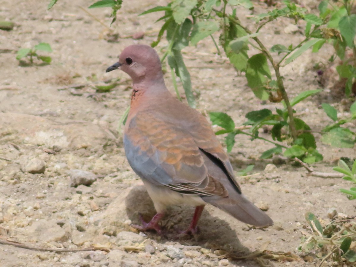 Tórtola Senegalesa - ML577857371