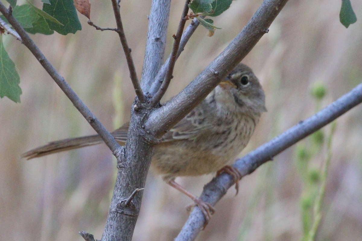 Song Sparrow - ML577857721