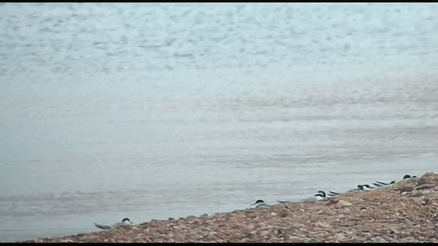 Little Tern - ML577857731