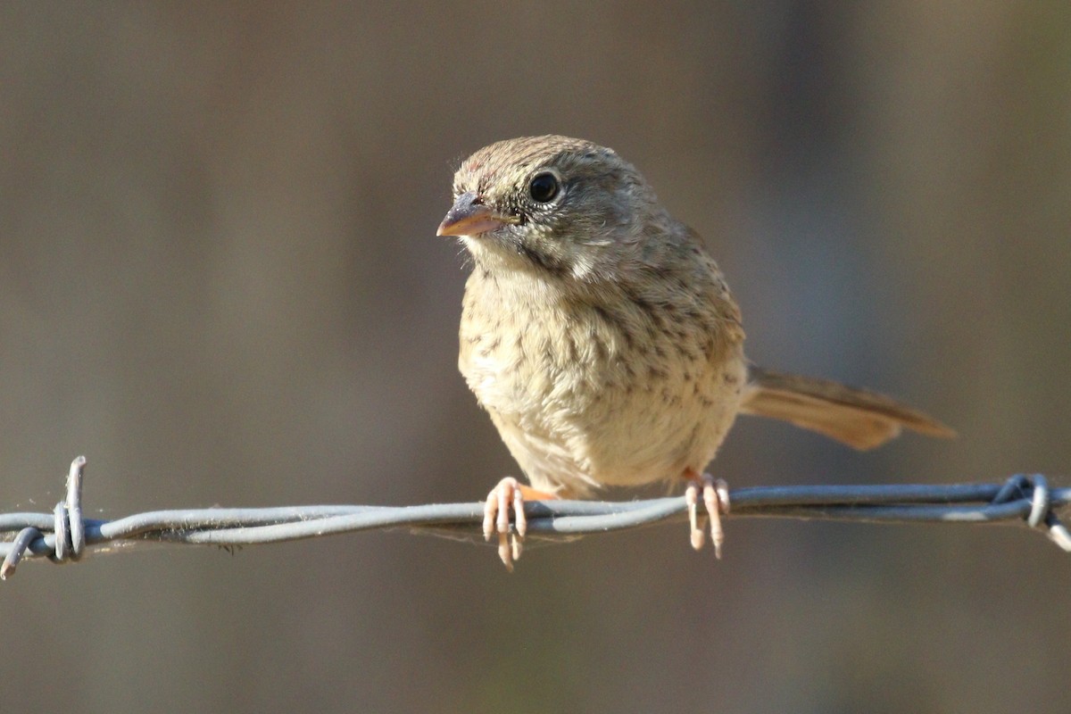 Song Sparrow - ML577857751