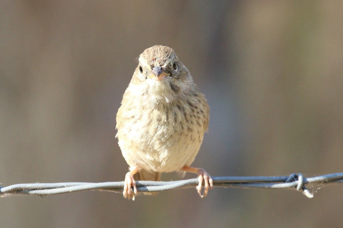 Song Sparrow - ML577857861