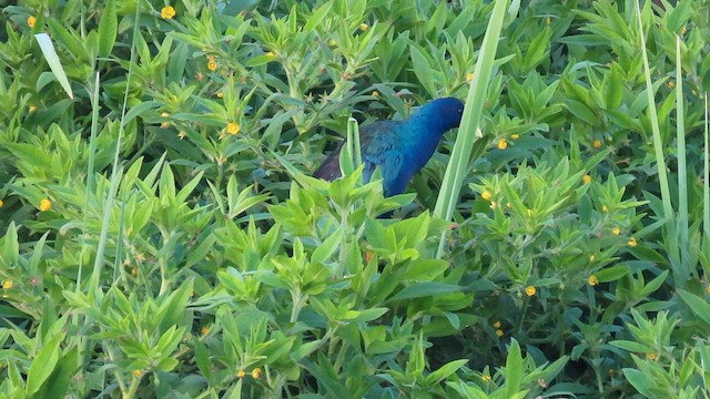 Purple Gallinule - ML577857871