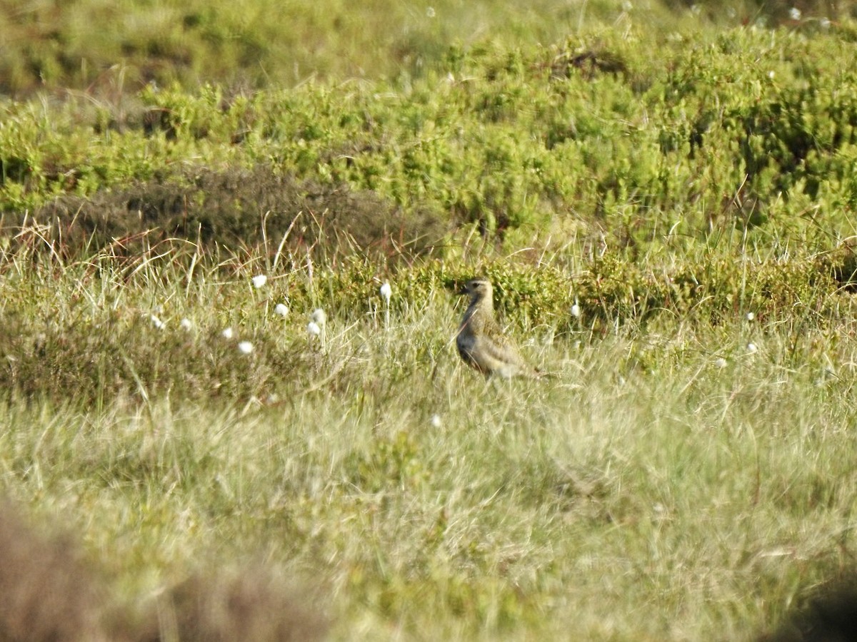 European Golden-Plover - ML577857991