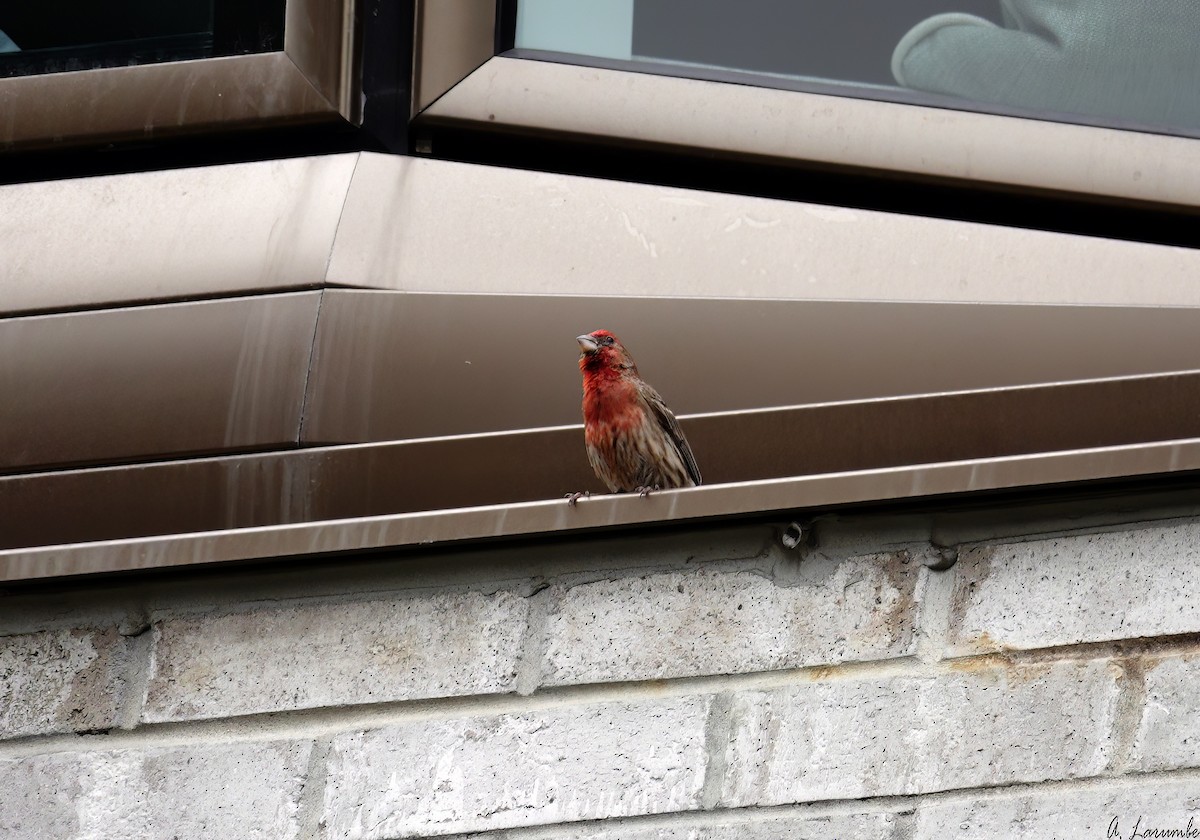 House Finch - ML577858061