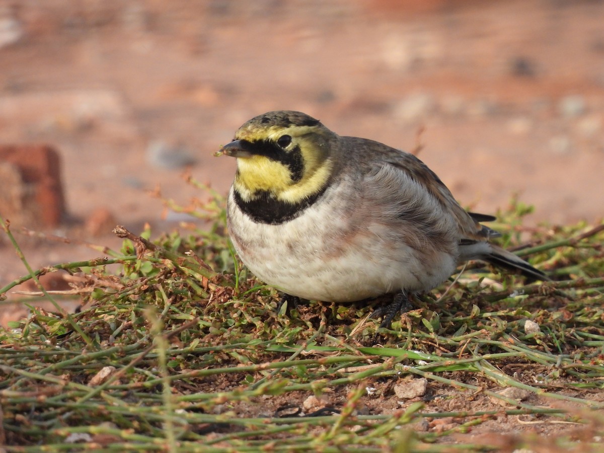 Horned Lark - ML577859111